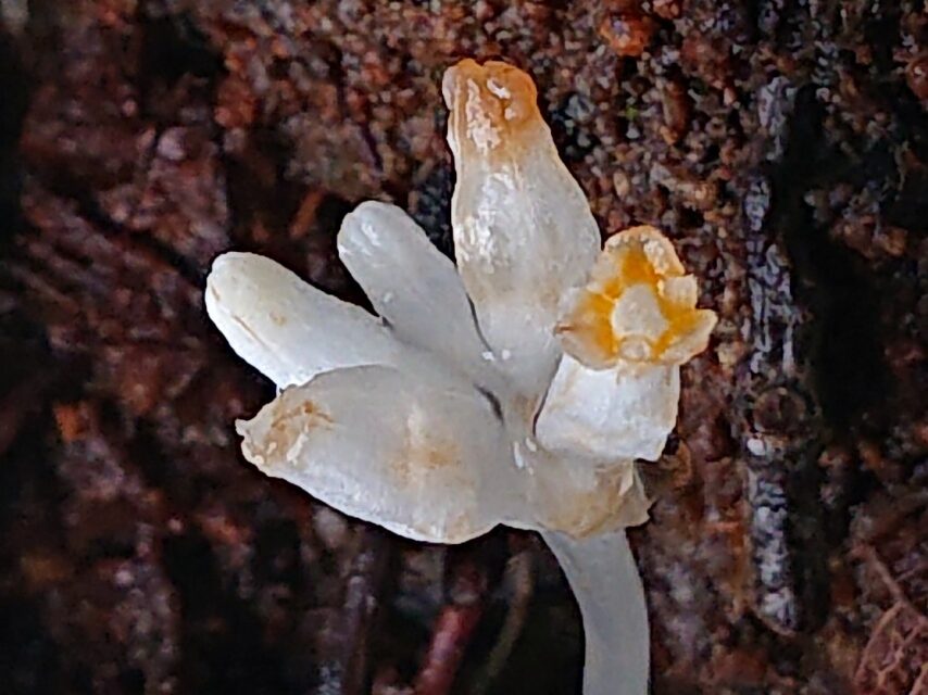 ヒナノシャクジョウ