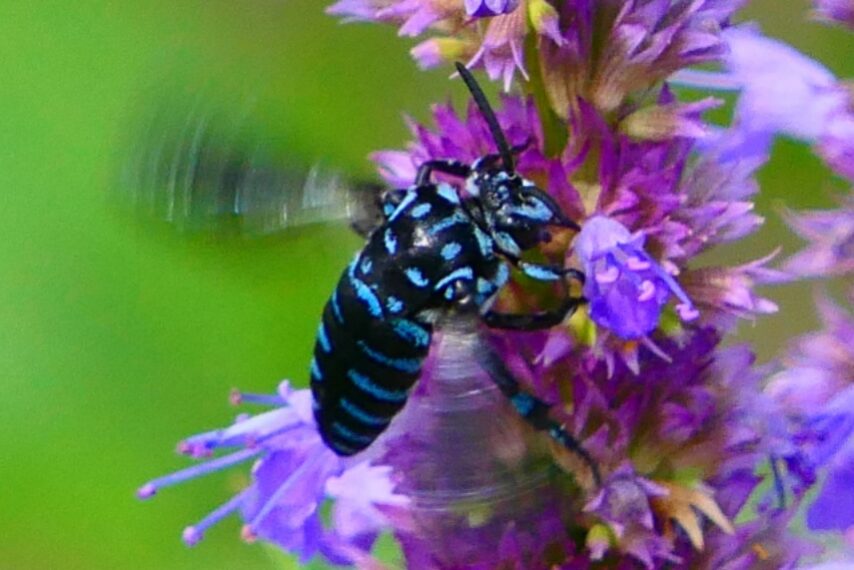 ブルービー(ルリモンハナバチ)-3