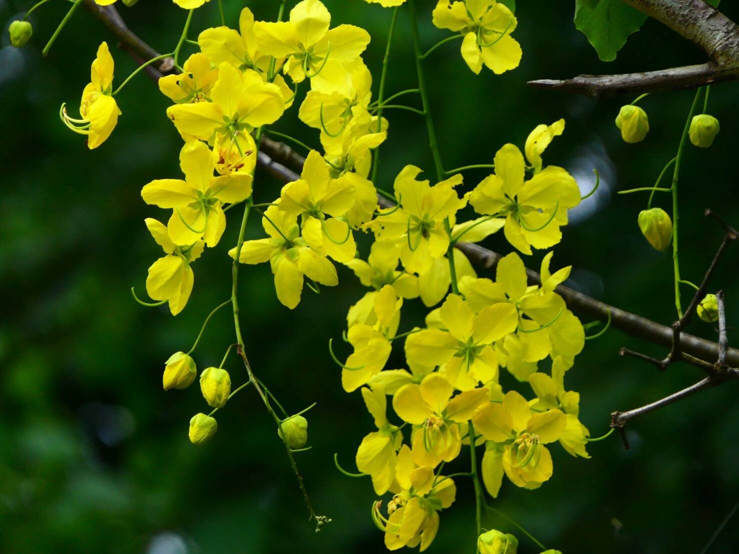 ゴールデンシャワー