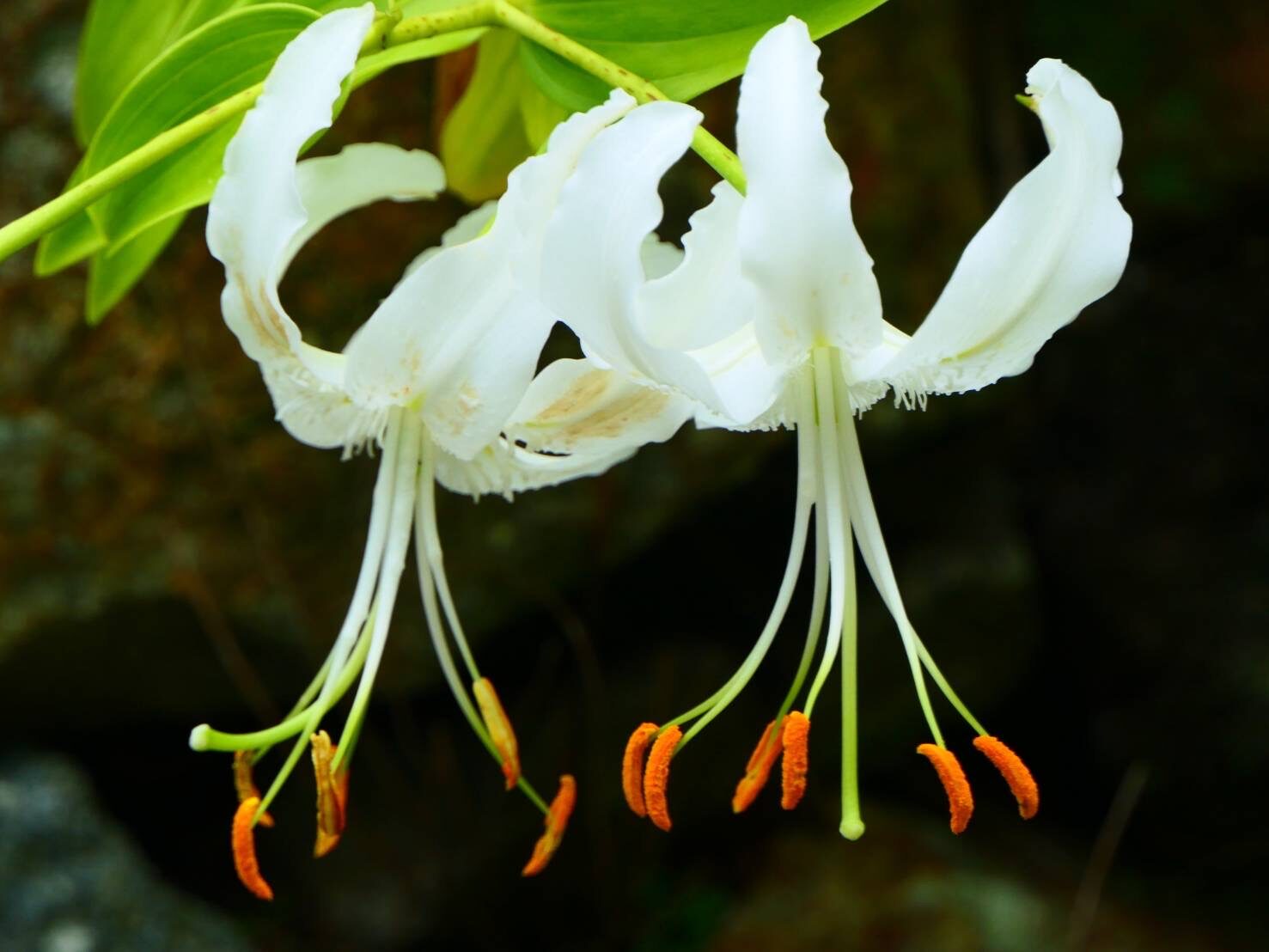 カノコユリ(白)