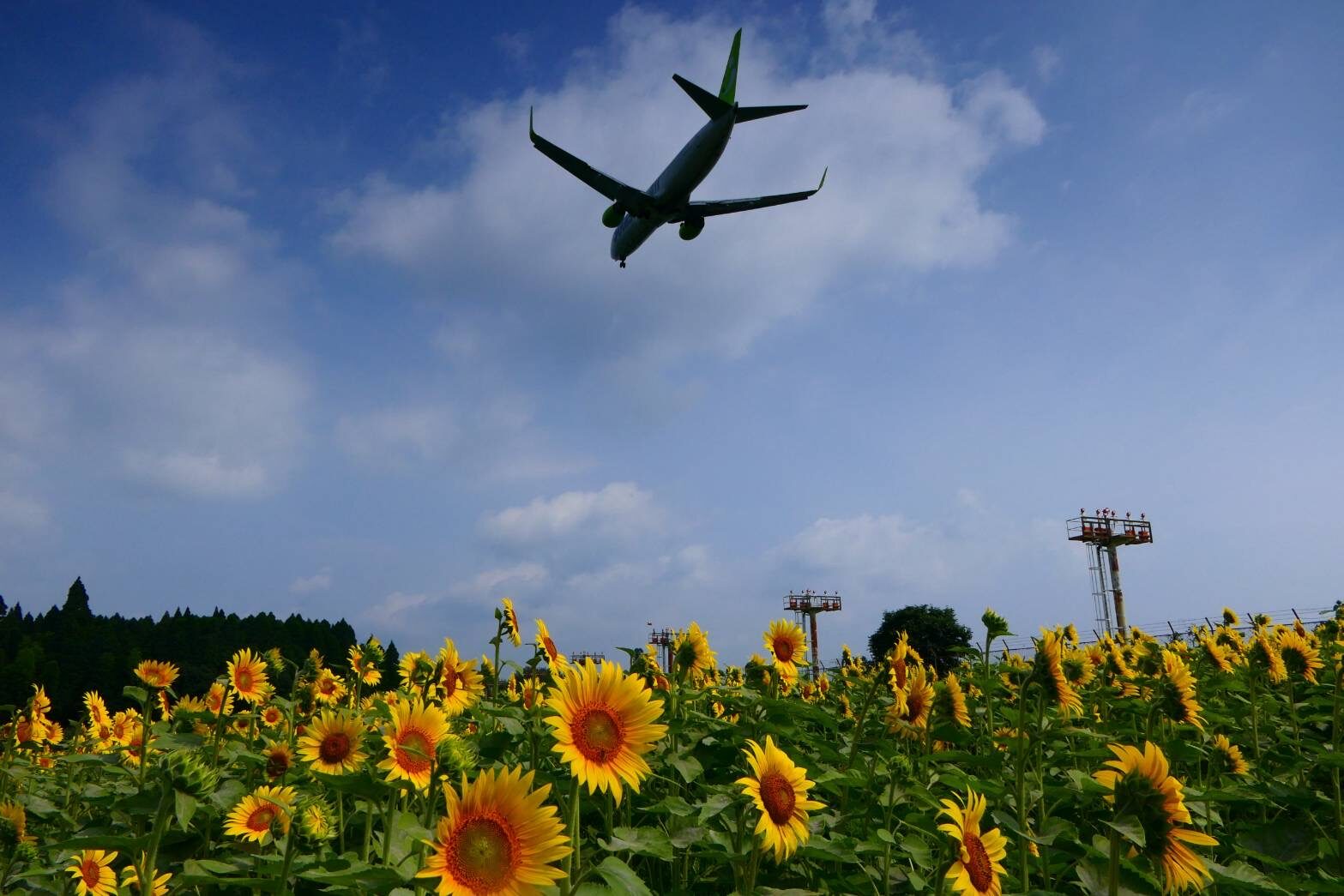 ヒマワリと飛行機-2