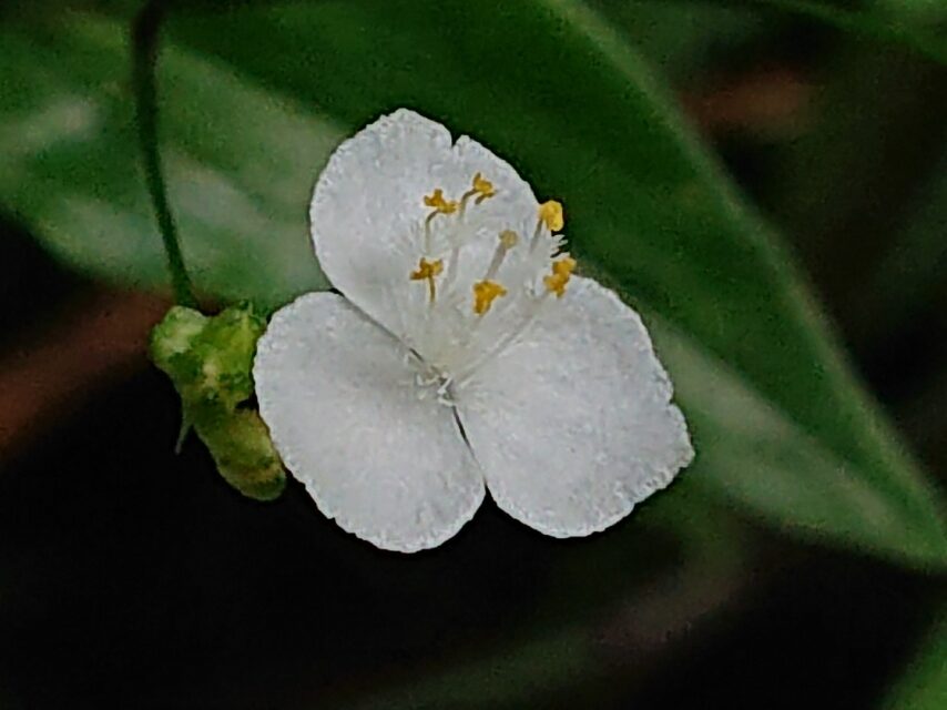 ブライダルベール