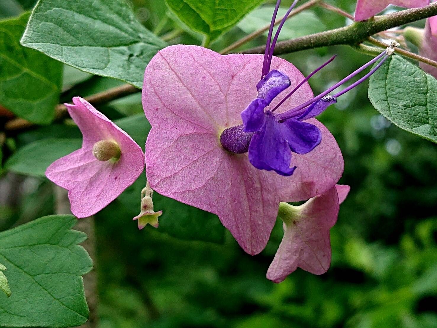 チャイニーズハット