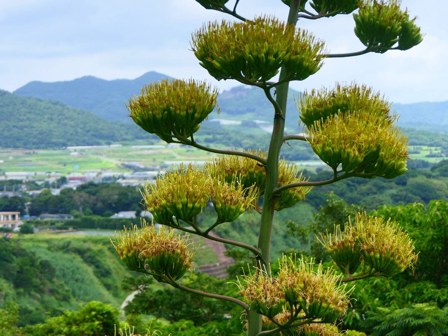 アオノリュウゼツラン