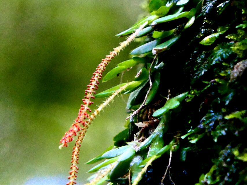 オオバヨウラクラン