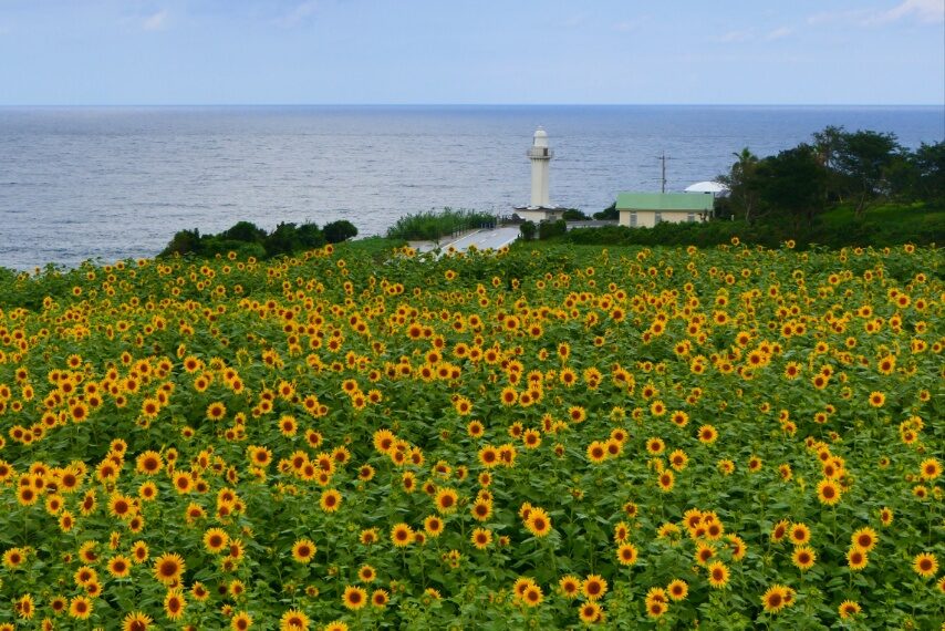 長崎鼻のヒマワリ畑の一部が満開-2