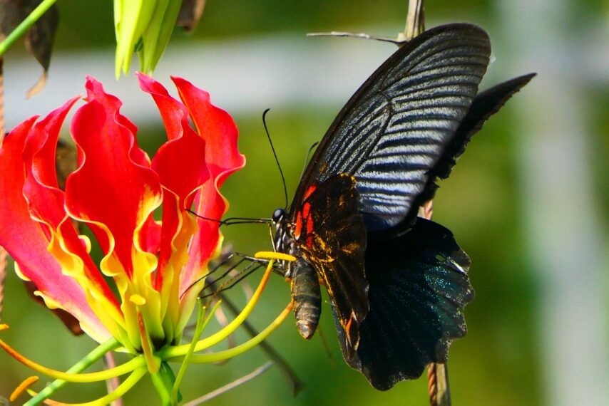 ナガサキアゲハ