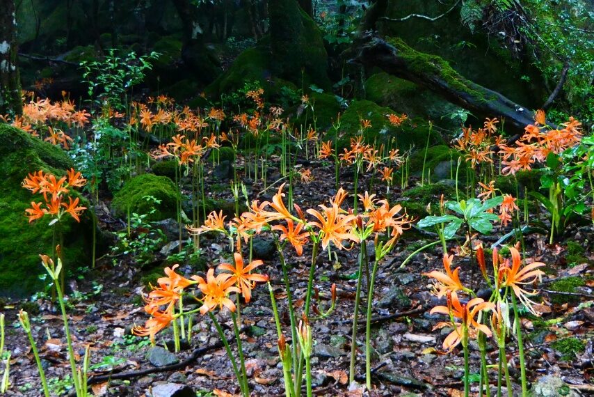 オオキツネノカミソリ-2