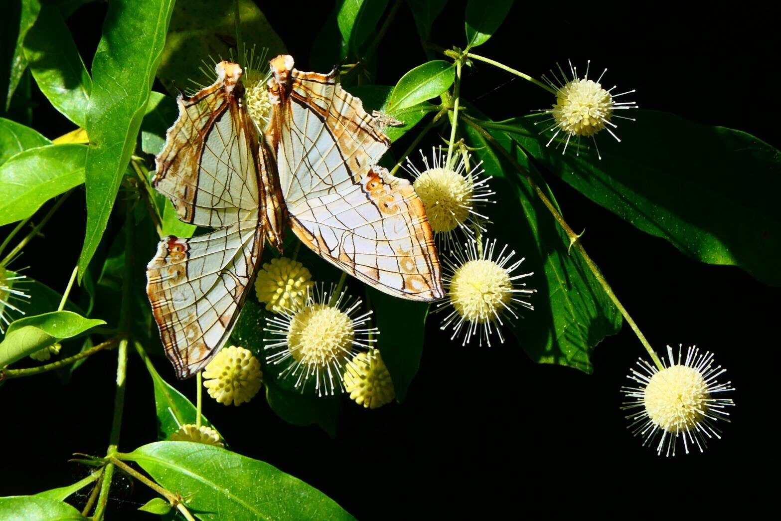 タニワタリノキとイシガケチョウ