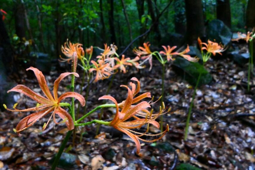 オオキツネノカミソリ-4