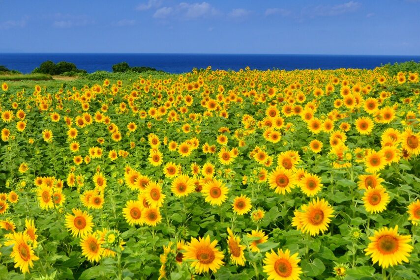 長崎鼻のヒマワリ畑の一部が満開-1