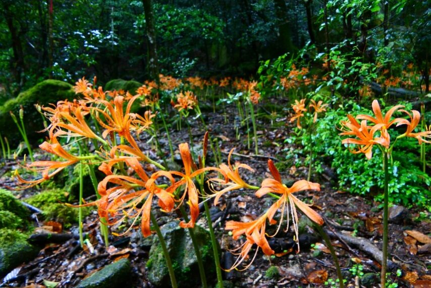 オオキツネノカミソリ-3