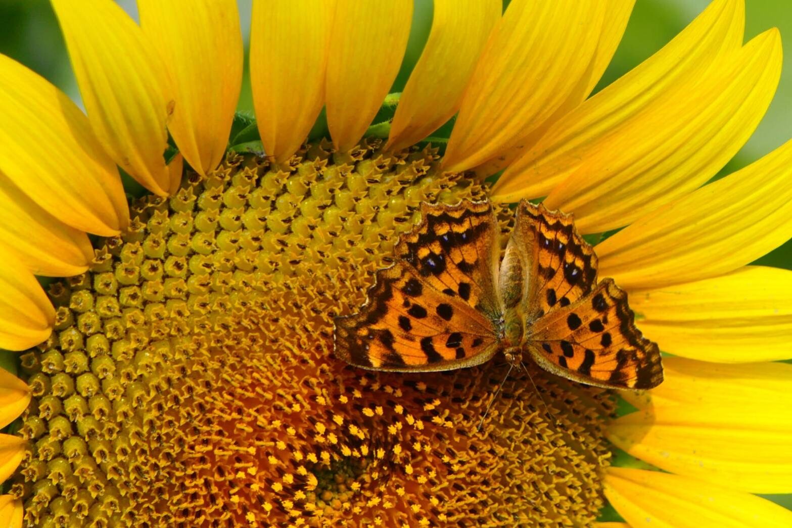 ヒマワリとキタテハ