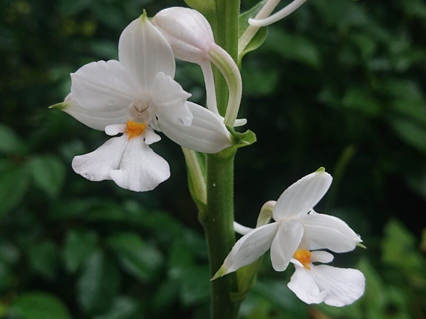 ナツエビネ(白花)