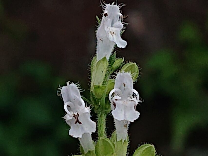 シロバナアキノタムラソウ