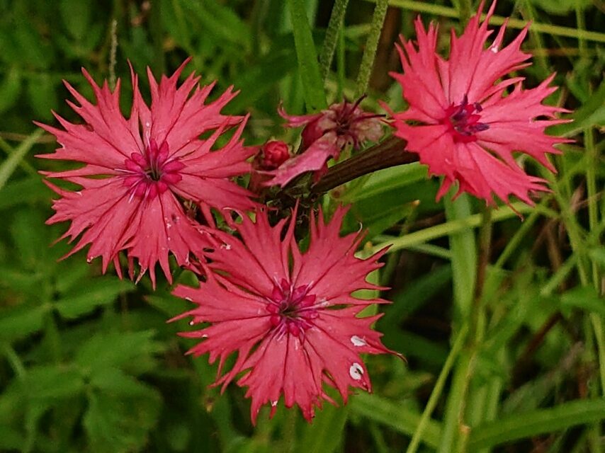 オグラセンノウ