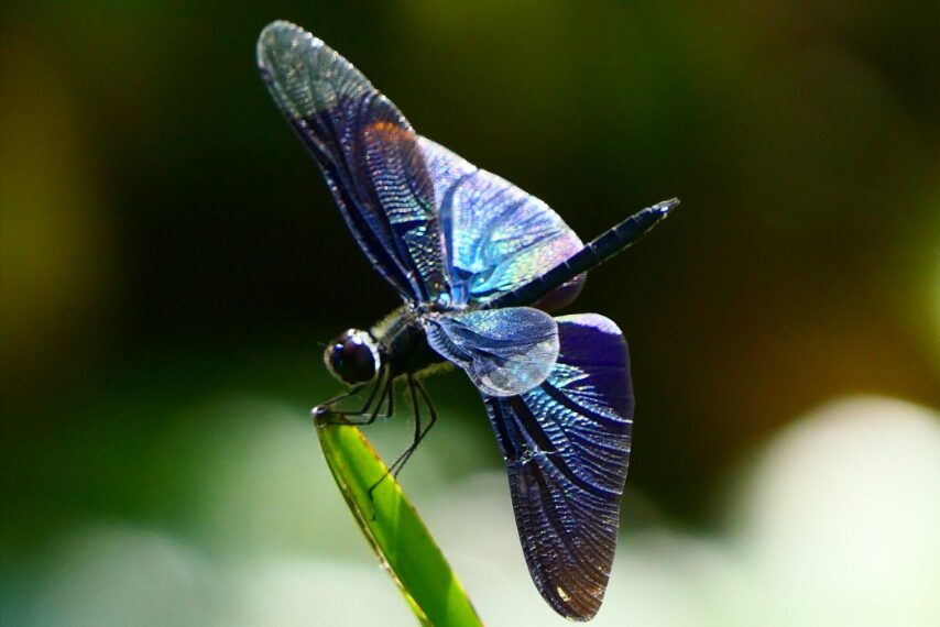 水生植物園のチョウトンボ-1