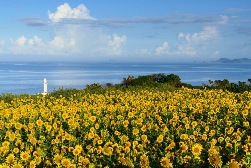長崎鼻のヒマワリ-1