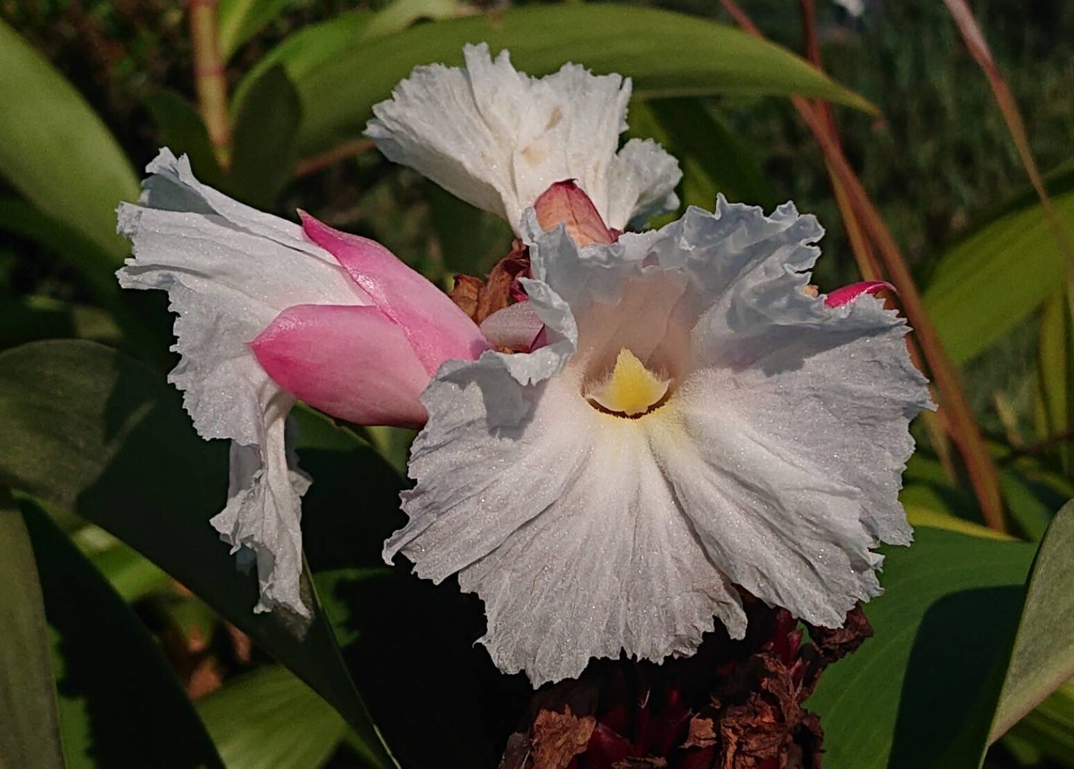 オオホザキアヤメ