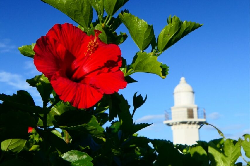 長崎鼻のハイビスカス-2