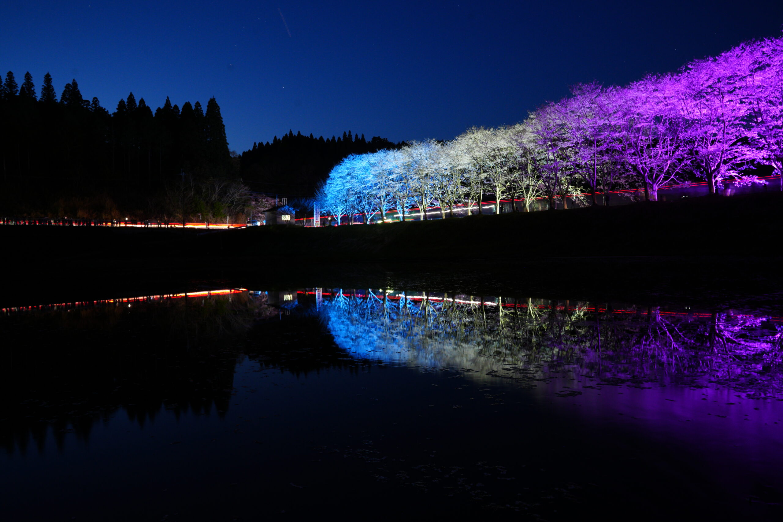 湧水町旧山野線跡地の桜並木ライトアップ
