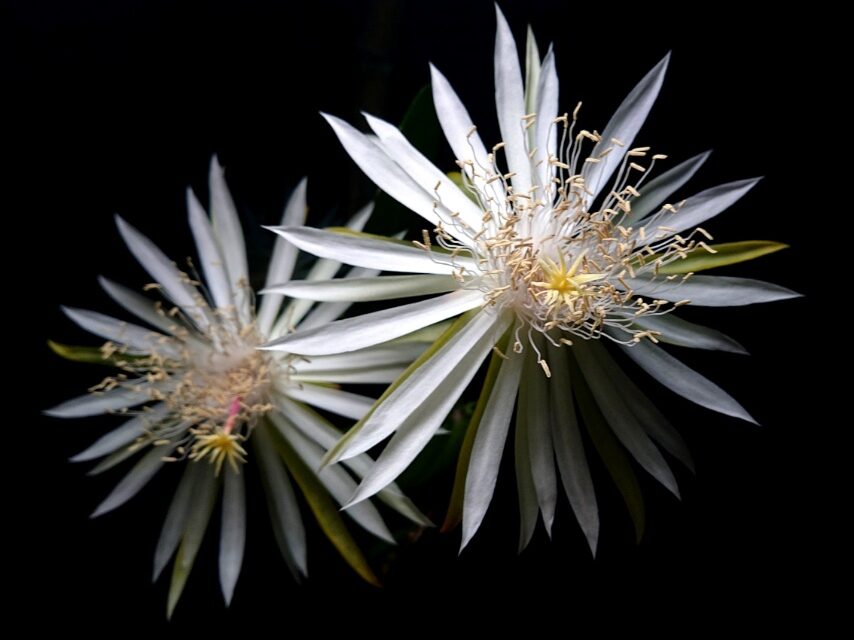 宵待孔雀(月下美人の仲間)