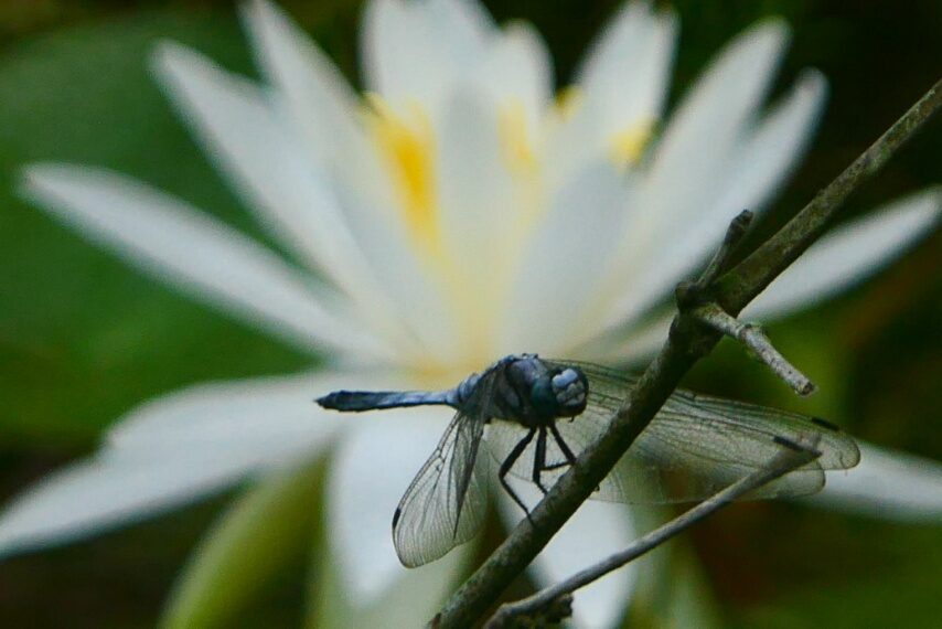 シオカラトンボ