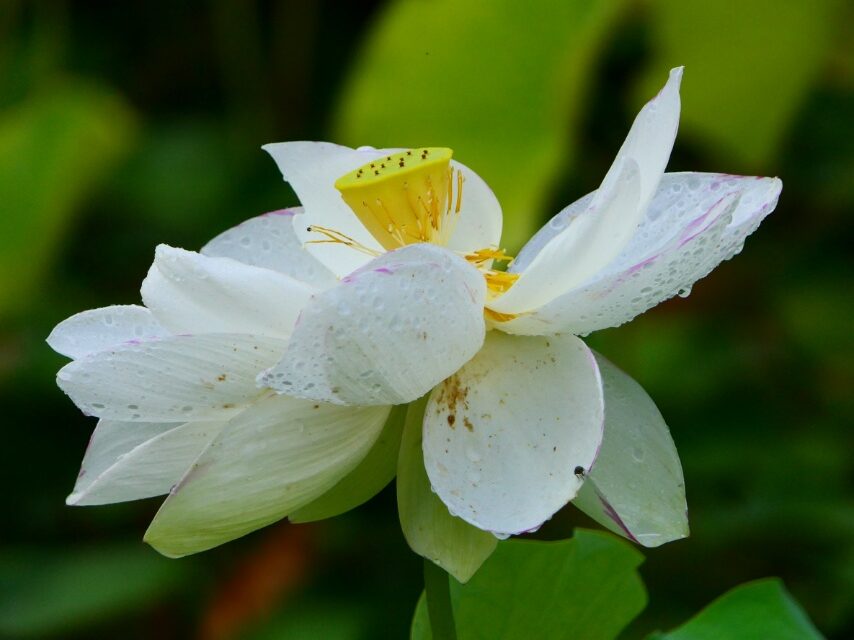 水生植物園のハス