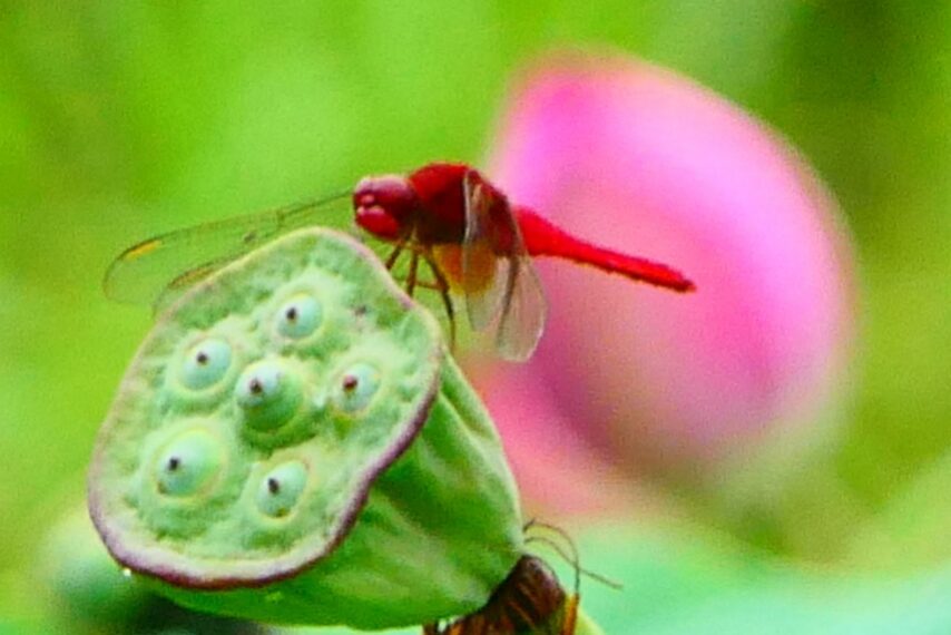 ショウジョウトンボ
