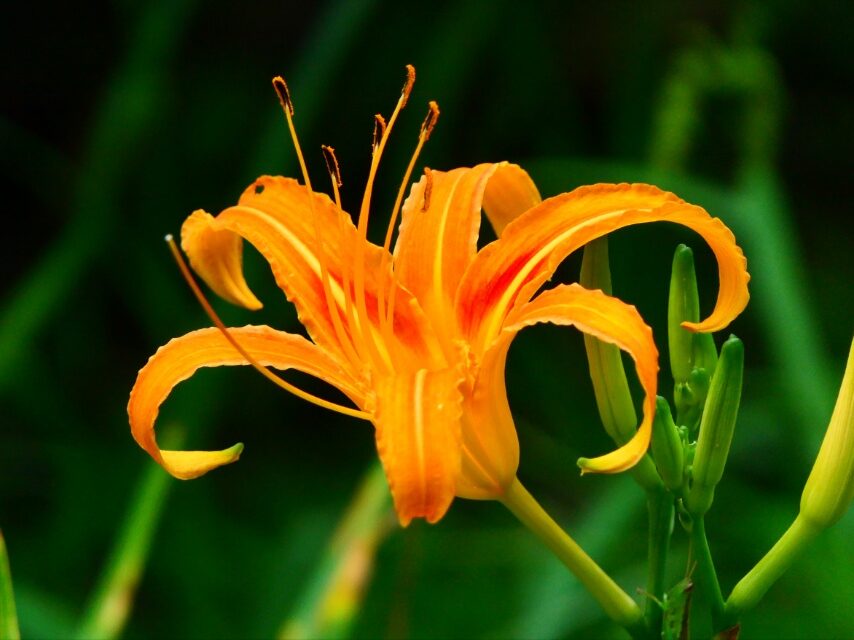 トキワカンゾウ