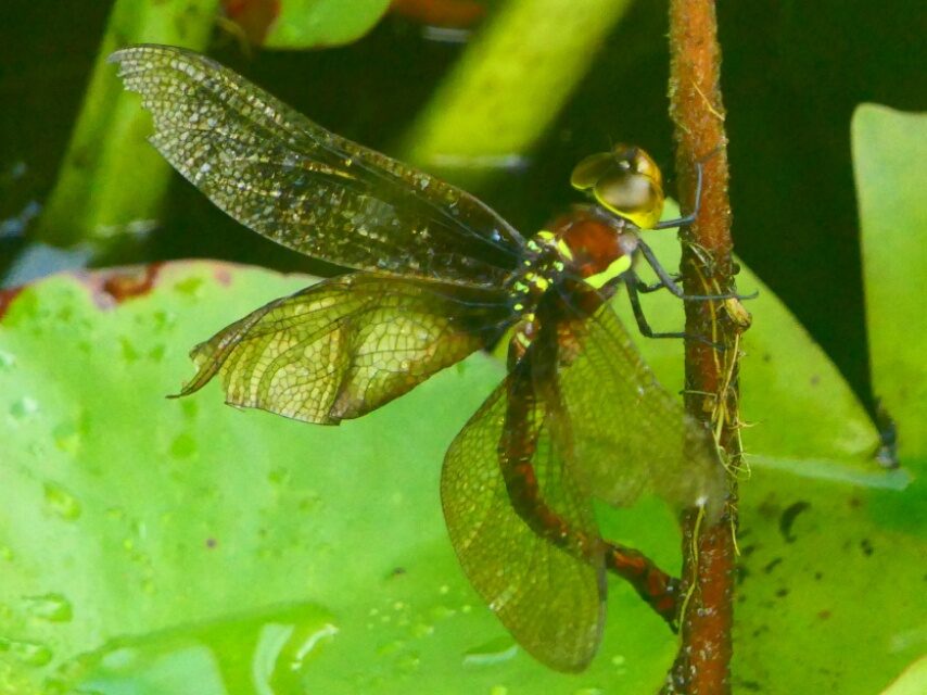 マルタンヤンマ