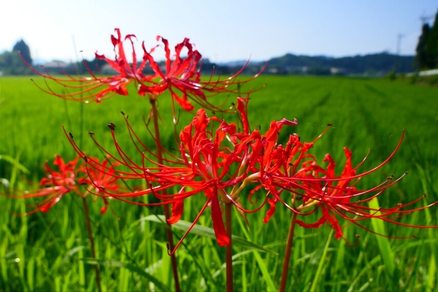 ヒガンバナ-2
