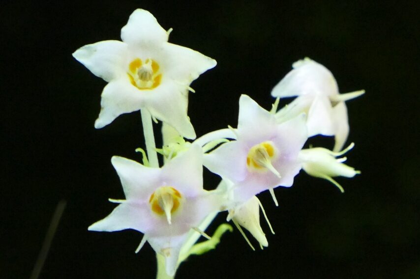 イワタバコ(白花)