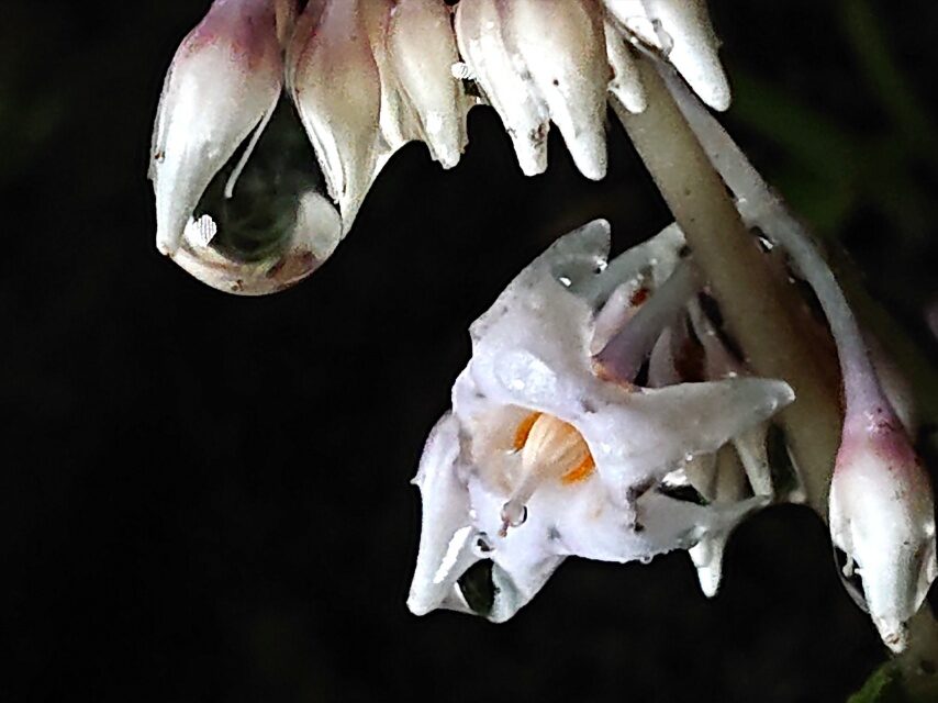 イワタバコ(白花)