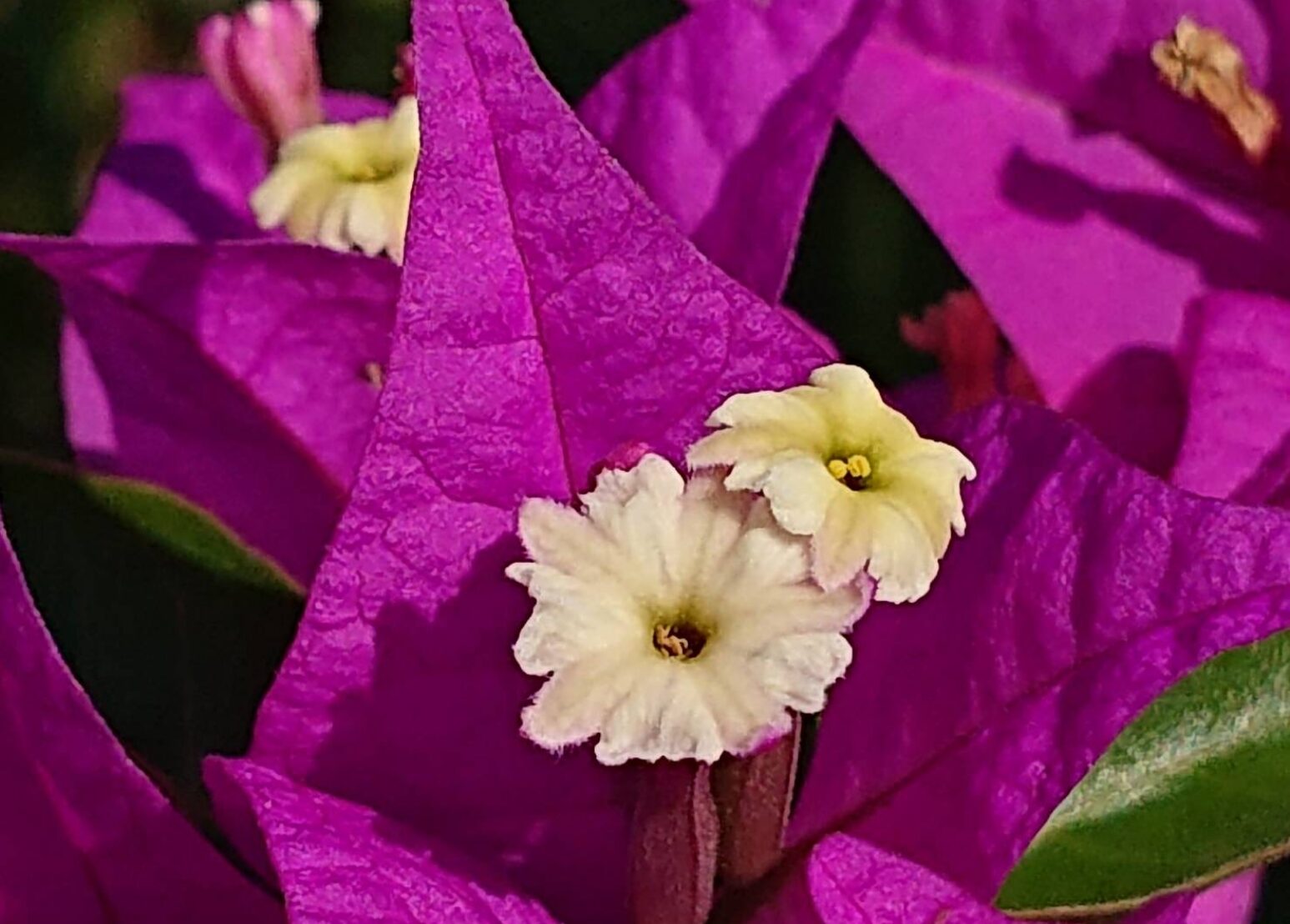 ブーゲンビリア