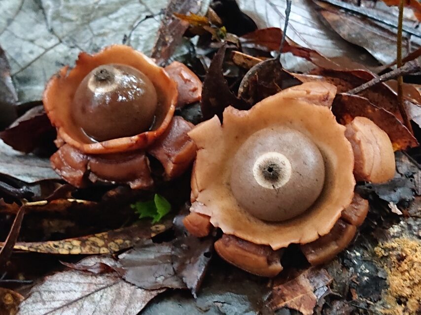 エリマキツチグリ