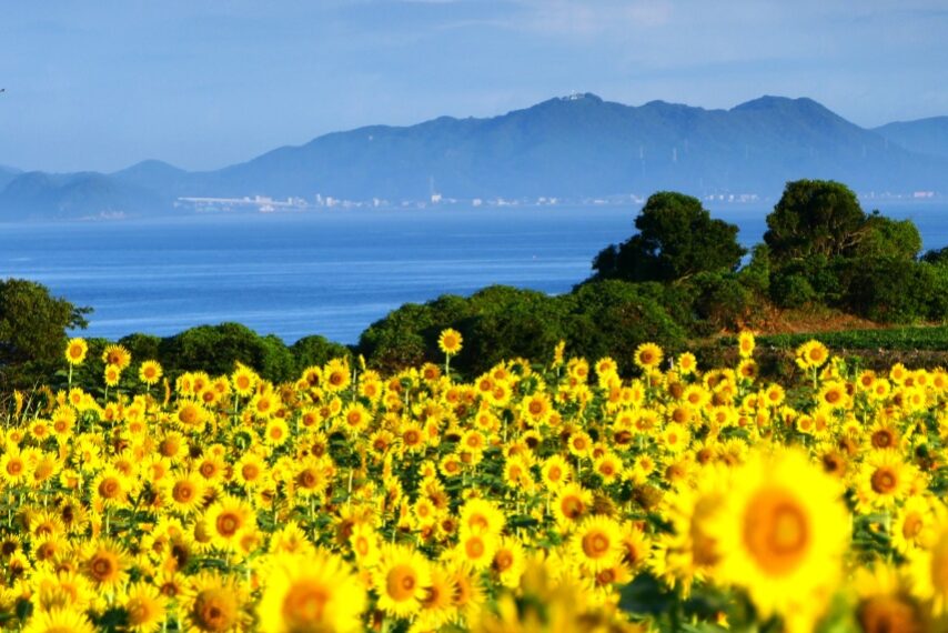 長崎鼻のヒマワリ-2