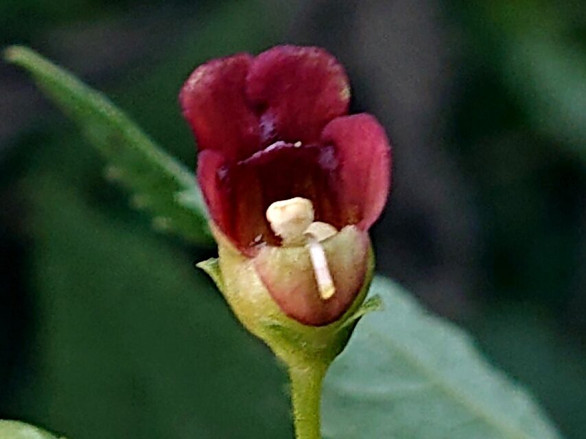 オオヒナノウスツボ