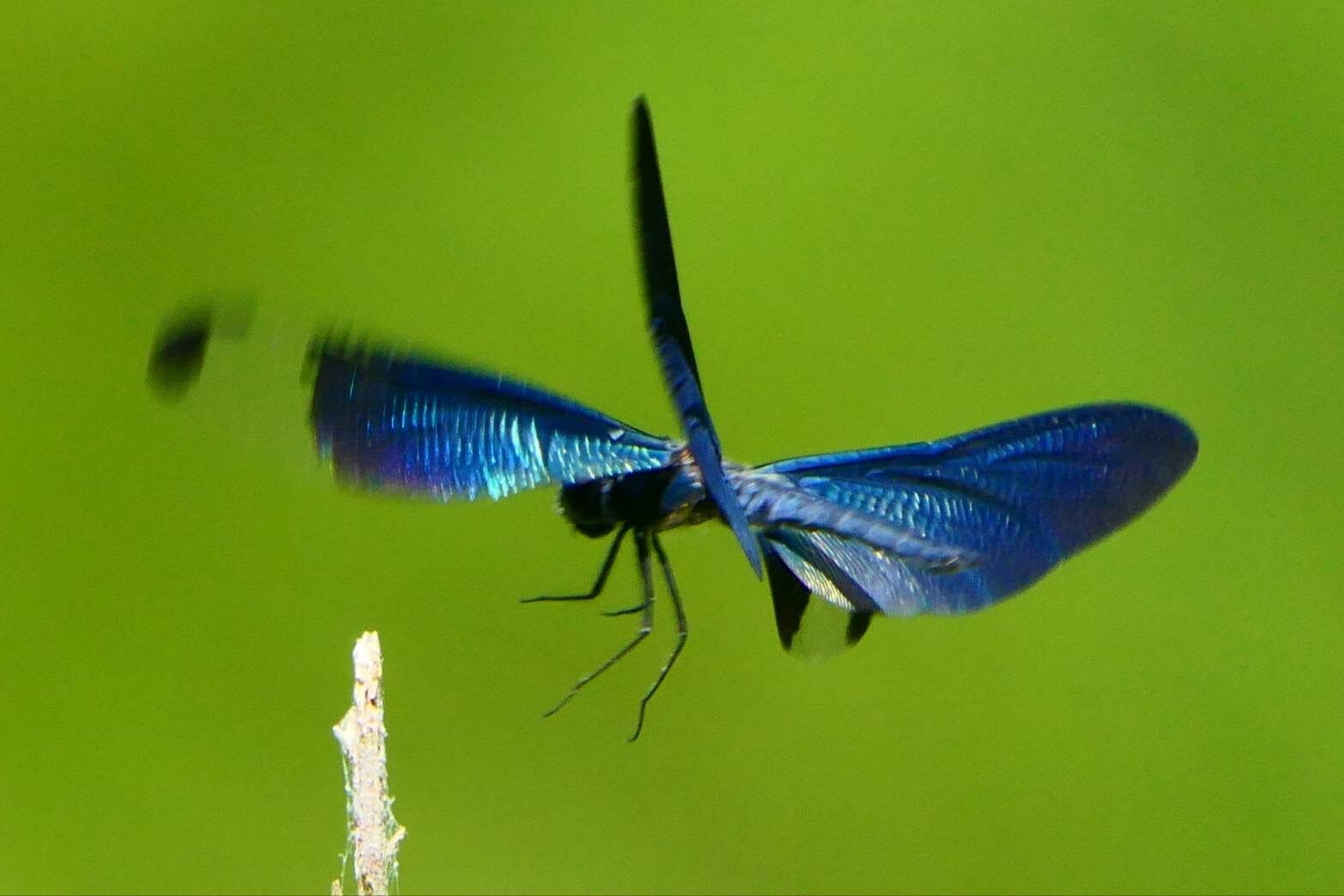 チョウトンボ-2