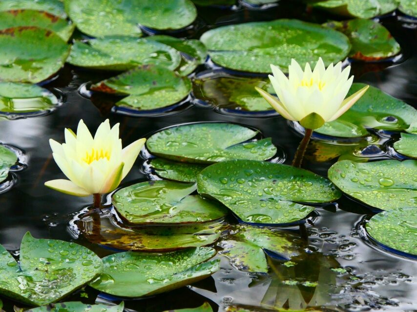 水生植物園のスイレン