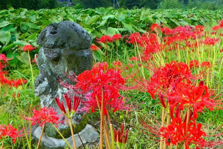 ひがん花の里 さつま町柊野(くきの)-3