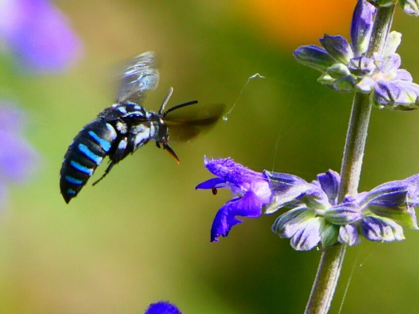 幸せを運んでブルービーがやって来た-5