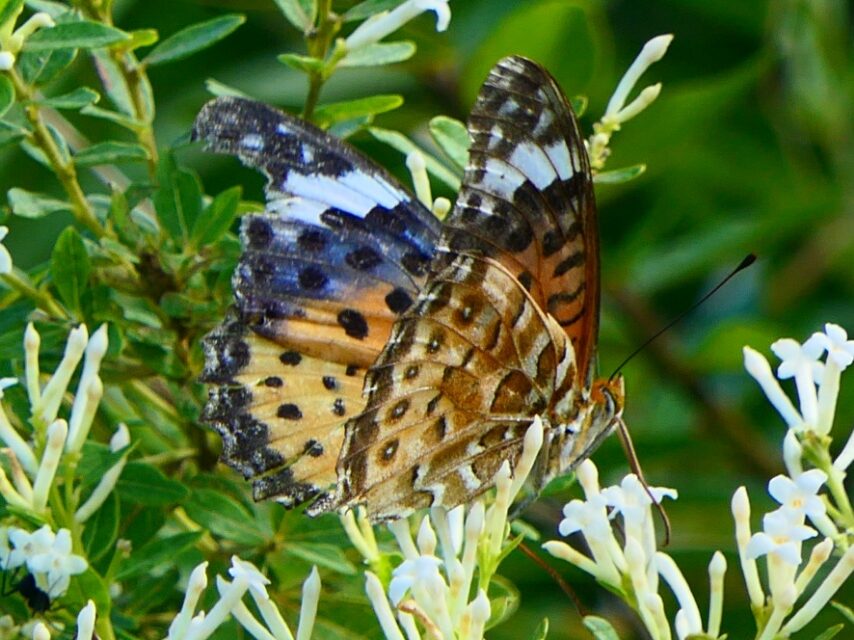 ツマグロヒョウモン(メス)