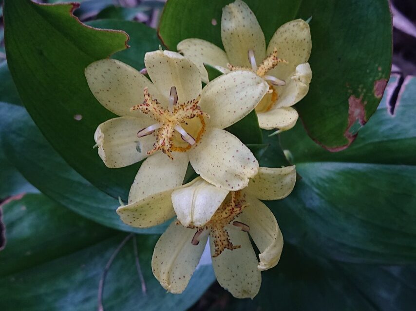 タカクマホトトギス-2