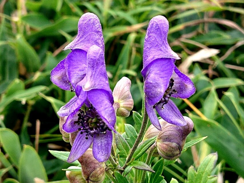 タンナトリカブト