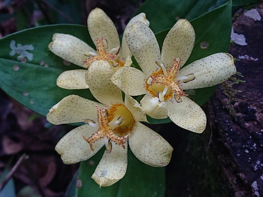 タカクマホトトギス-1