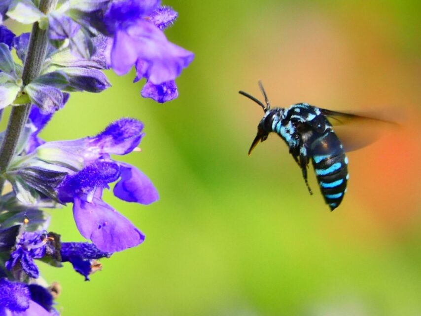 幸せを運んでブルービーがやって来た-3