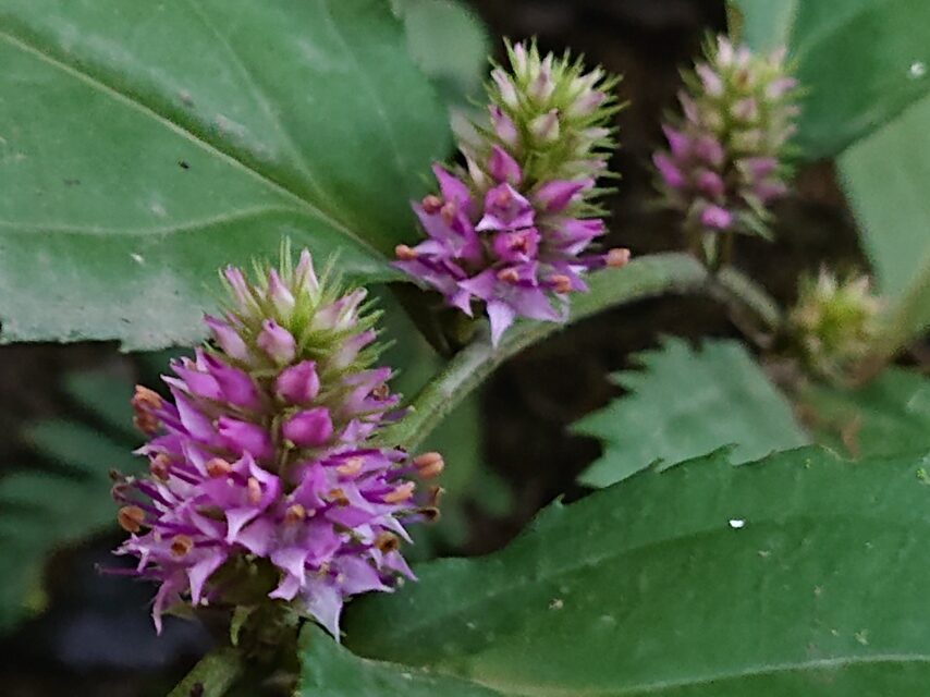 トラノオスズカケ