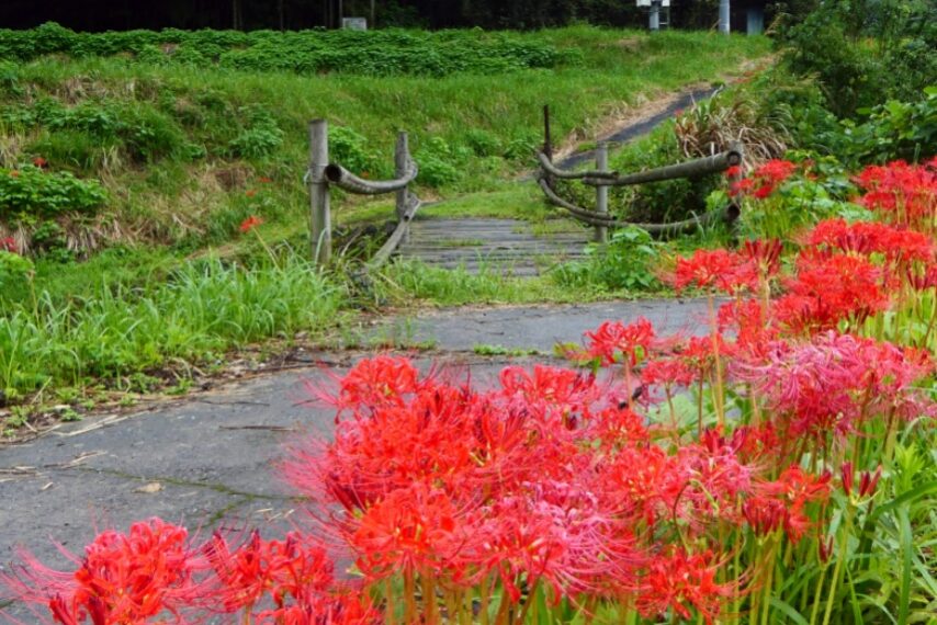 ひがん花の里 さつま町柊野(くきの)-2
