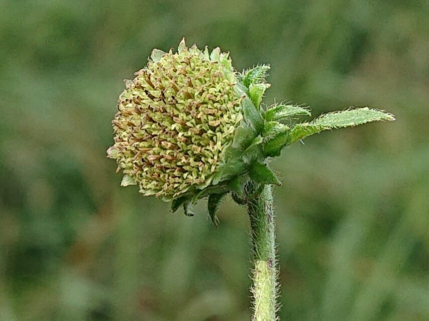 サジガンクビソウ